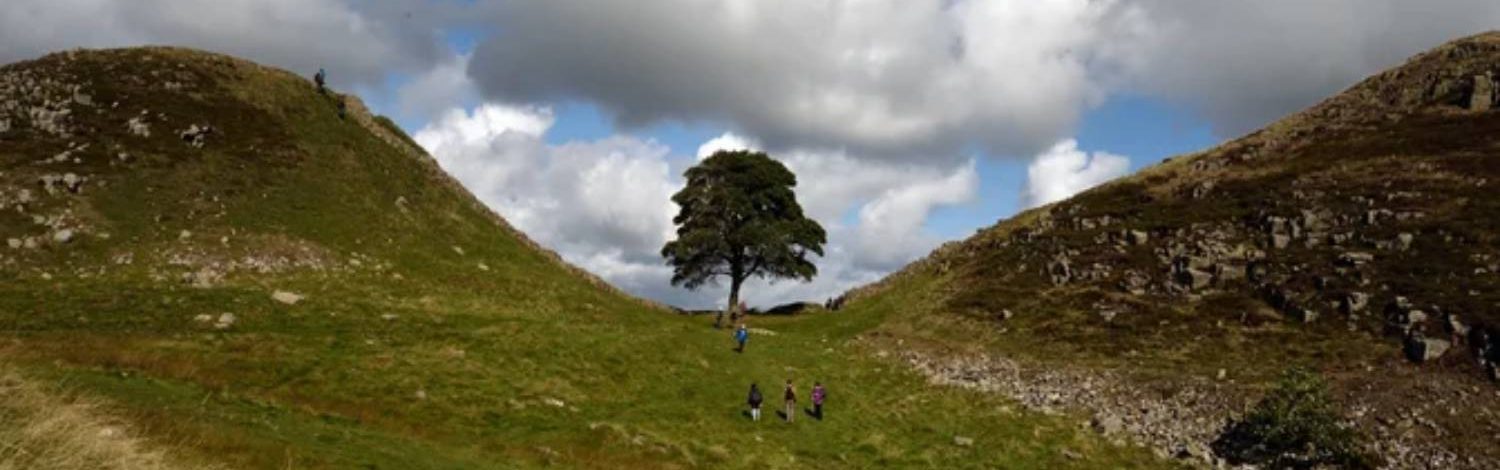 A lone tree between two grassy hills under a cloudy sky, with hikers approaching