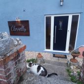 Cat at Clovelly Guest House entrance