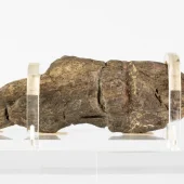 A preserved Viking-era coprolite displayed at the Jorvik Viking Centre